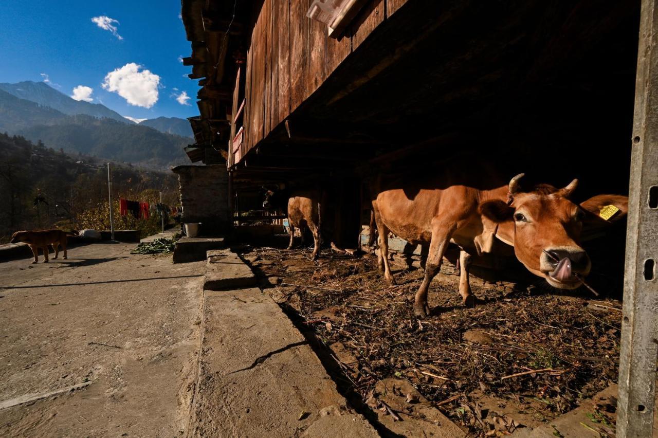 Zostel Dobhi, Manali Nagar (Himachal Pradesh) Exterior foto